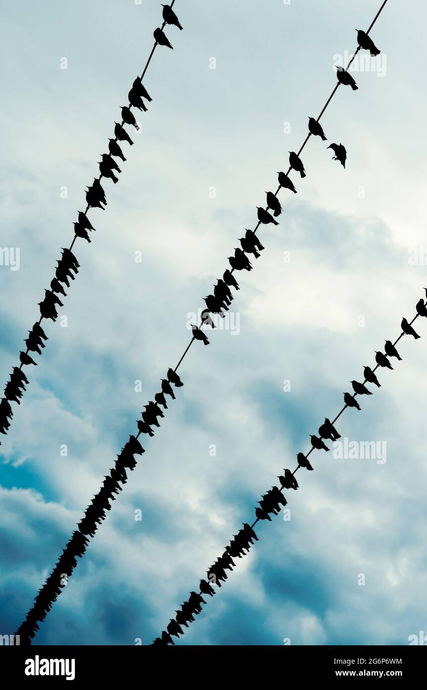 Common starlings (Sturnus vulgaris) perching on power lines Stock Photo