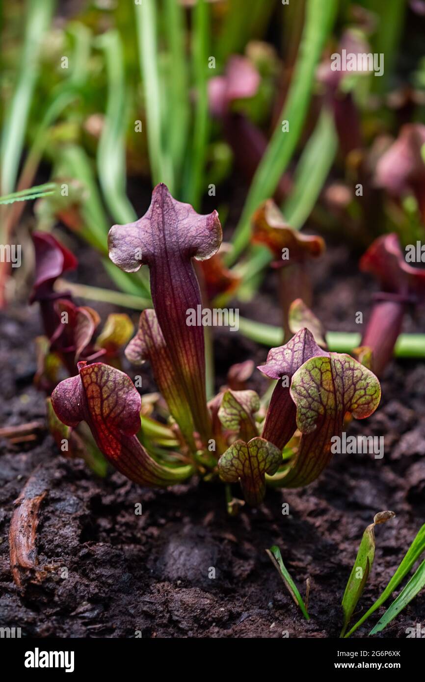 Close-up of a predatory insect trap flower of Sarracenia Latin Sarracenia a carnivorous insectivorous plant on a blurred background with selective foc Stock Photo