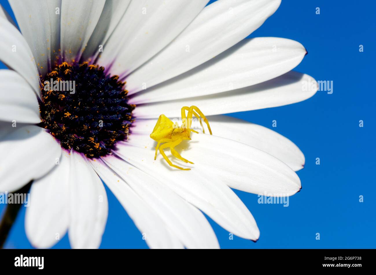 Crab spider (Thomisus onustus) on a white flower against blue sky Stock Photo