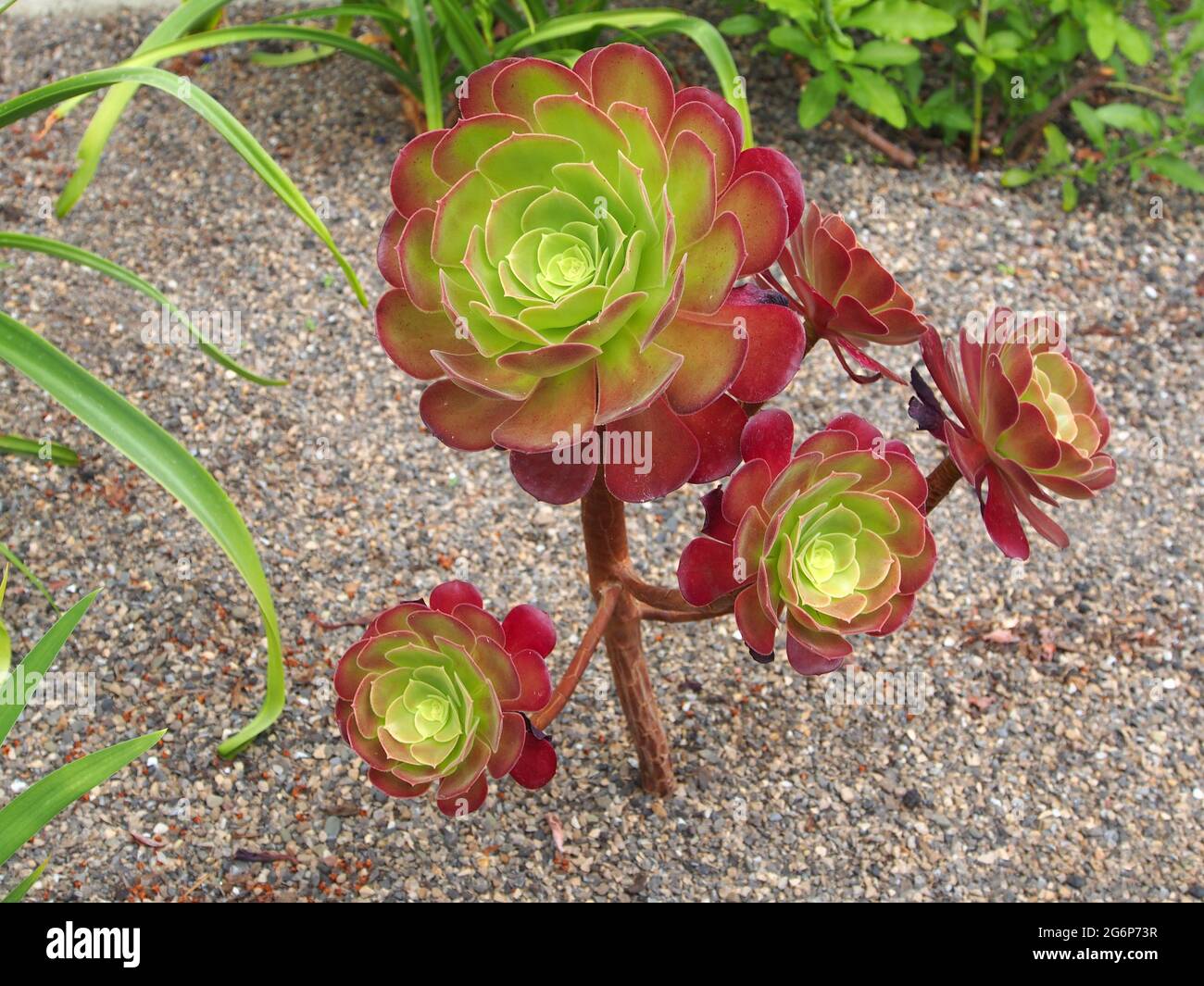 A green and red Aeonium Arboreum - a succulent suited to dry arid conditions named Arboreum because it is up on a stalk and can grow quite tall. Stock Photo