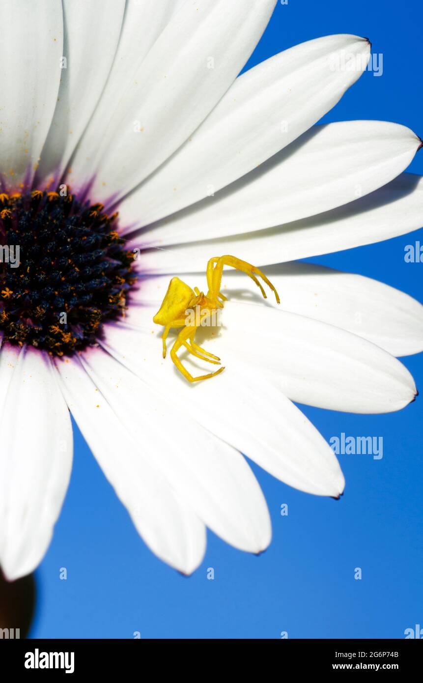 Crab spider (Thomisus onustus) on a white flower against blue sky Stock Photo