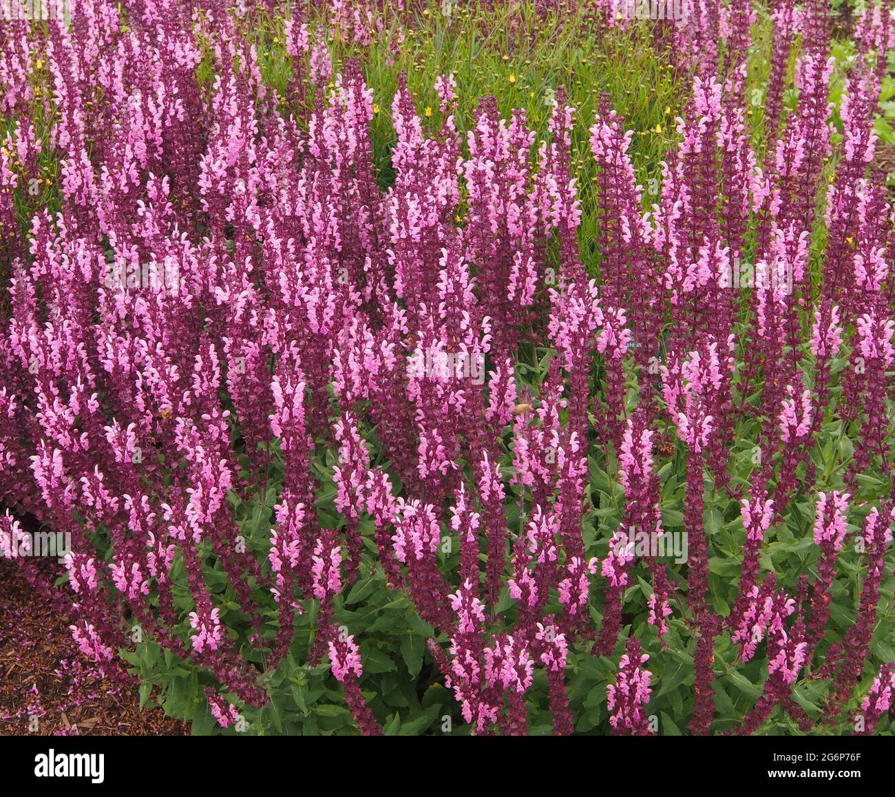 Salvia sensation hi-res stock photography and images - Alamy