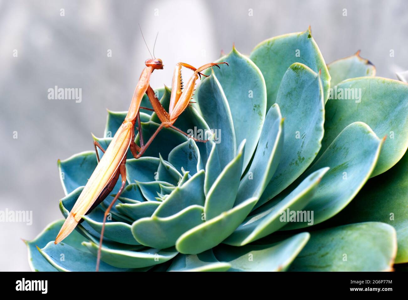 Brown praying mantis (Mantis religiosa) on succulent plant Stock Photo