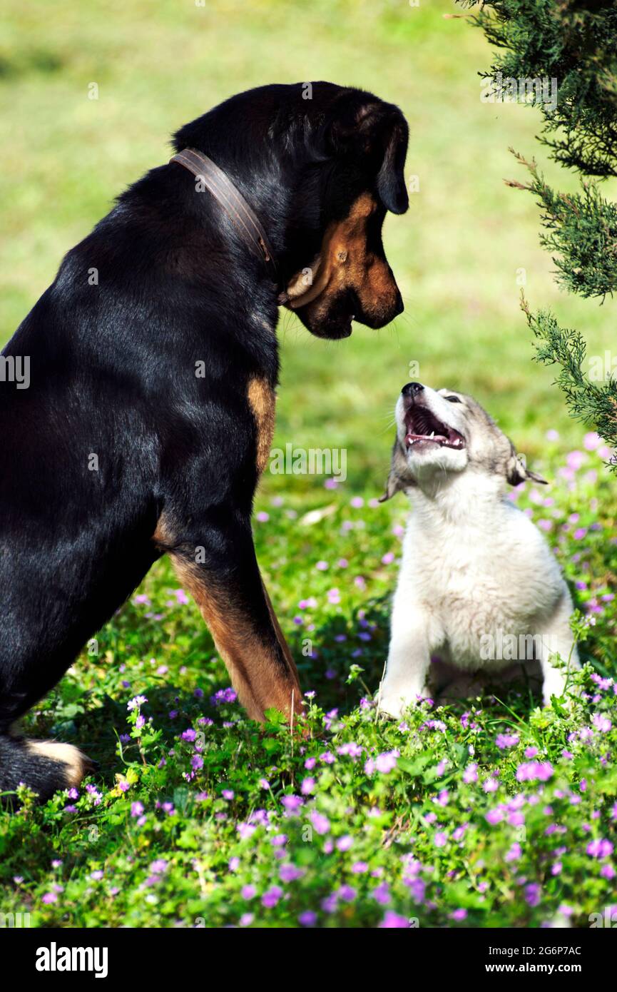 A puppy looking up to an adult black dog Stock Photo
