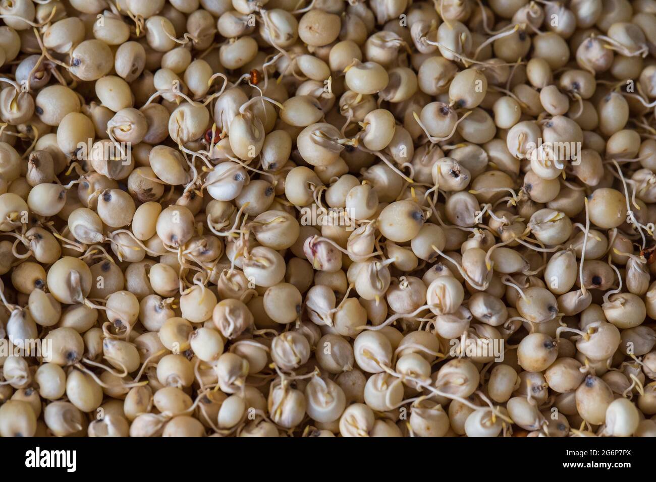 Close up of Sprouted Sorghum (Jowar) or  Egyptian millet Seeds . Sorghum is an ancient cereal grain belonging to the grass family Poaceae. Stock Photo