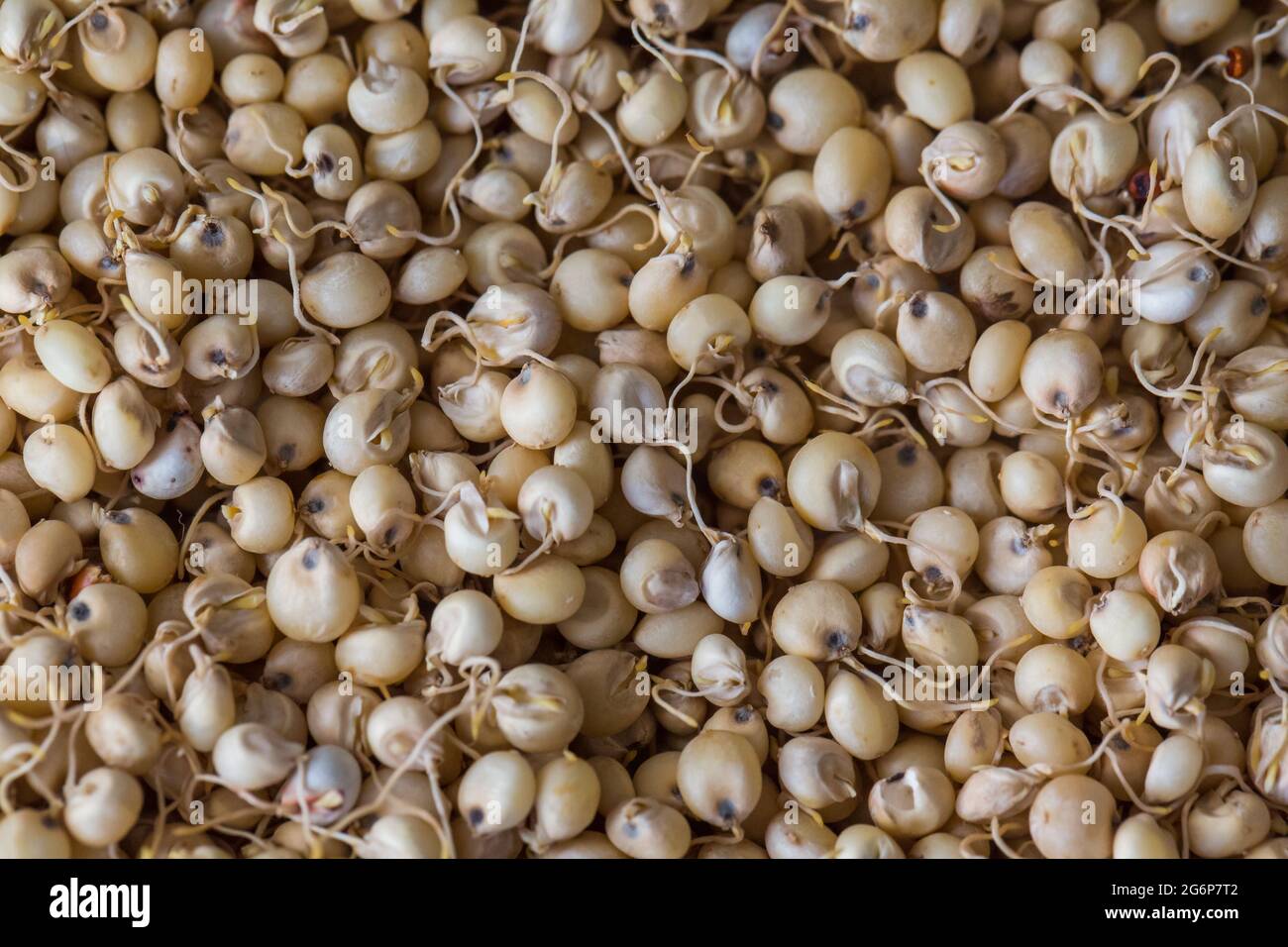 Close up of Sprouted Sorghum (Jowar) or  Egyptian millet Seeds . Sorghum is an ancient cereal grain belonging to the grass family Poaceae. Stock Photo