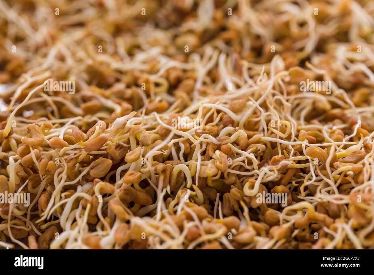 Close up of Sprouted Fenugreek (Methi) Seeds. Trigonella foenum-graecum, also used a traditional medicine has immense health benefits. Stock Photo