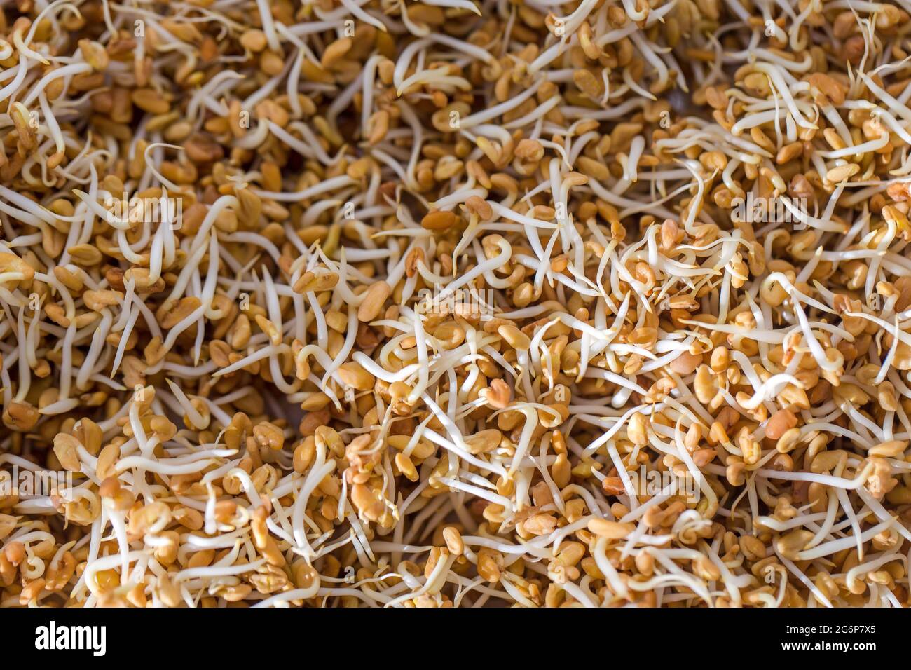 Close up of Sprouted Fenugreek (Methi) Seeds. Trigonella foenum-graecum, also used a traditional medicine has immense health benefits. Stock Photo