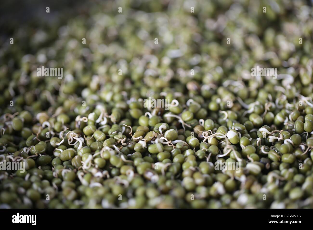 Close up of Sprouted Green grams (moong) or maash. The mung bean (Vigna radiata) is mainly cultivated in East Asia, Southeast Asia and the Indian sub Stock Photo