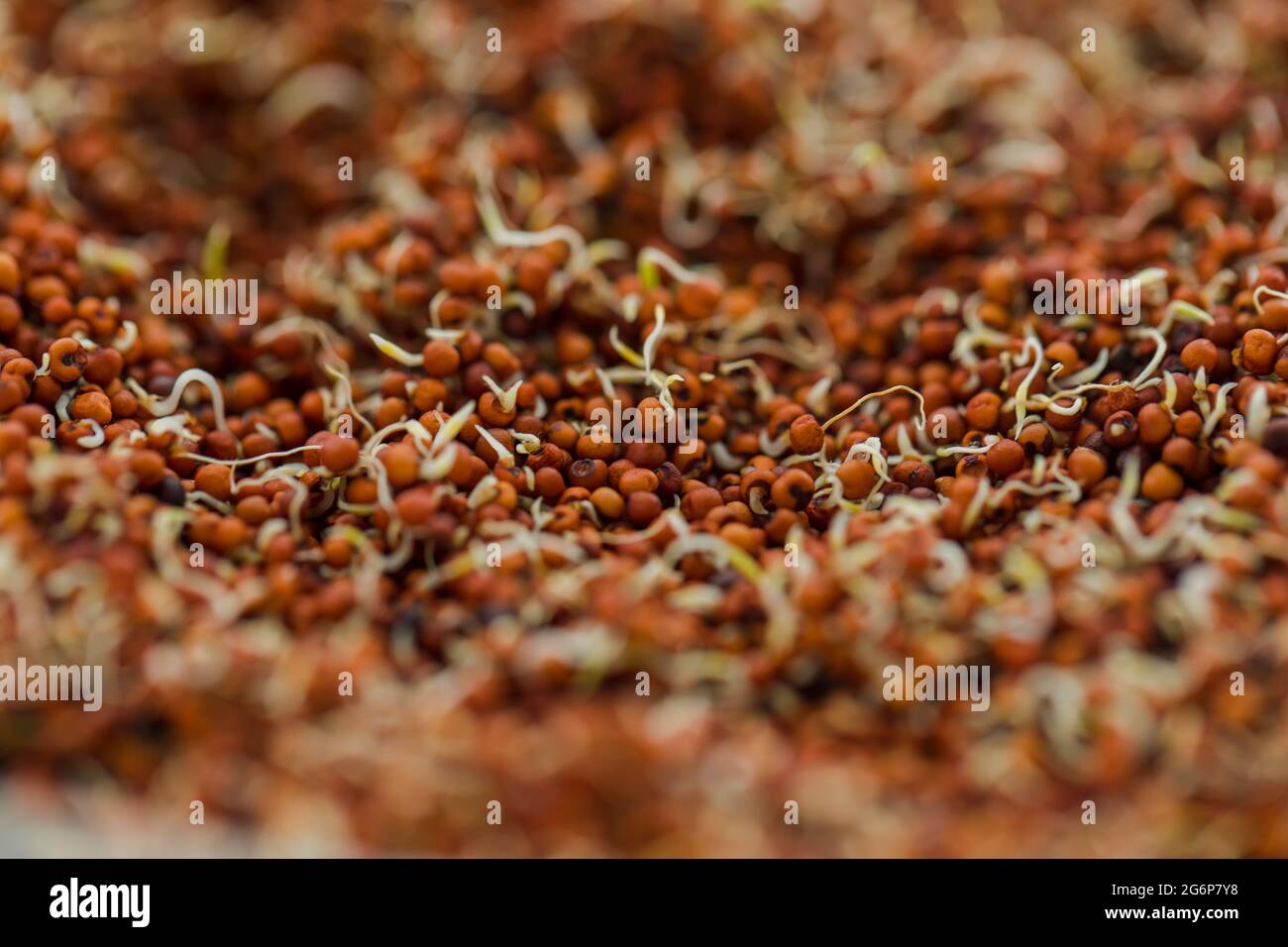 Cure for diabetes hires stock photography and images Alamy