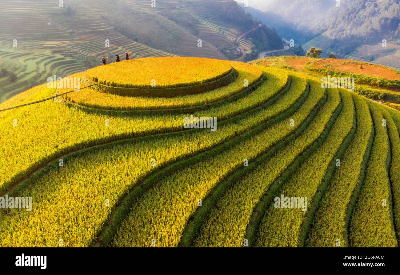 mu-cang-chai-rice-terrace-hi-res-stock-photography-and-images-alamy