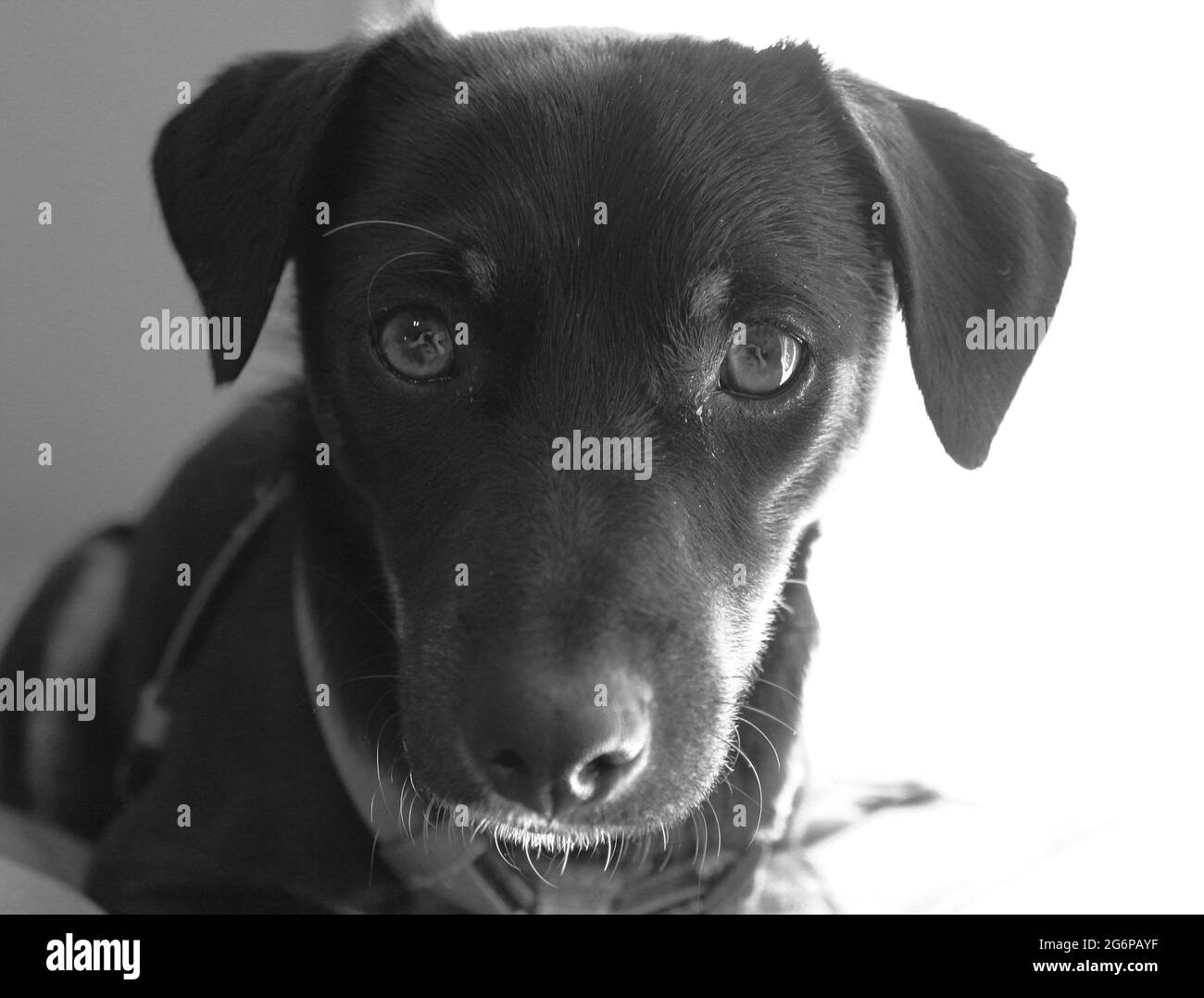 Black and white photo of a dog. Stock Photo