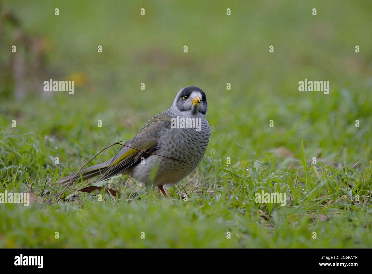 Noisy Miner Stock Photo