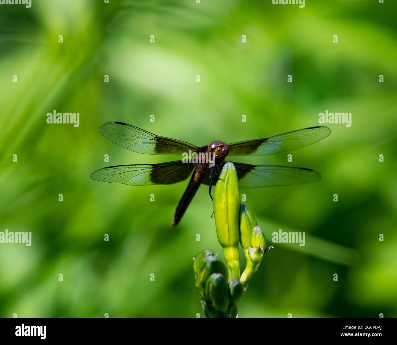 A Widow Skimmer dragonfly,  Libellula luctuosa, on the bud of a day lily plant in the garden in Speculator, NY USA Stock Photo