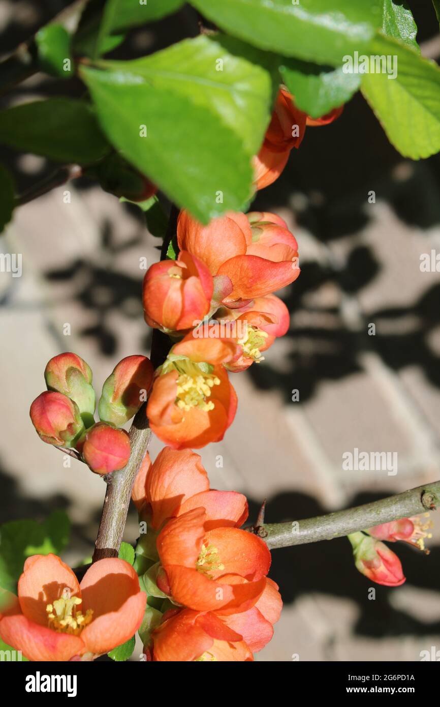 Orange Quince Flowers in Bloom Stock Photo