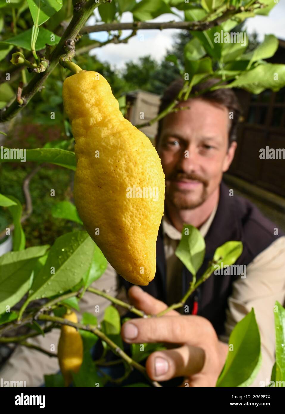 Brieskow Finkenheerd, Germany. 30th June, 2021. Ralf Mainz shows a fruit of the common lemon plant in his private garden. The master gardener is crazy about citrus plants.infected Mainz with the 'citrus virus' through his work as head gardener in the baroque monastery garden Neuzelle. (to dpa-Korr 'When the 'citrus virus' catches the master gardener') Credit: Patrick Pleul/dpa-Zentralbild/dpa/Alamy Live News Stock Photo