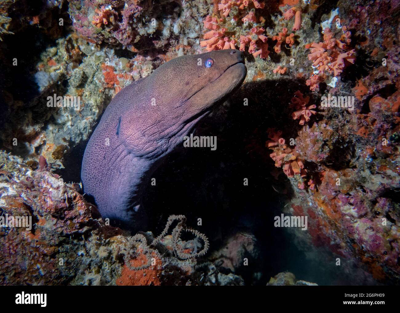 Moray eel peeking out of a hole in coral on a reef at the bottom of the