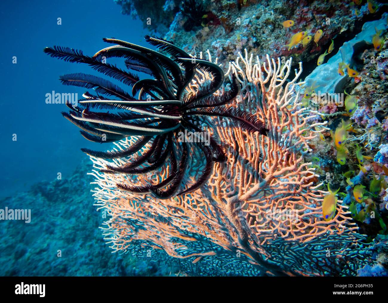 Black Sea Lily on red coral Gorgonaria on the bottom of the Indian Ocean Stock Photo