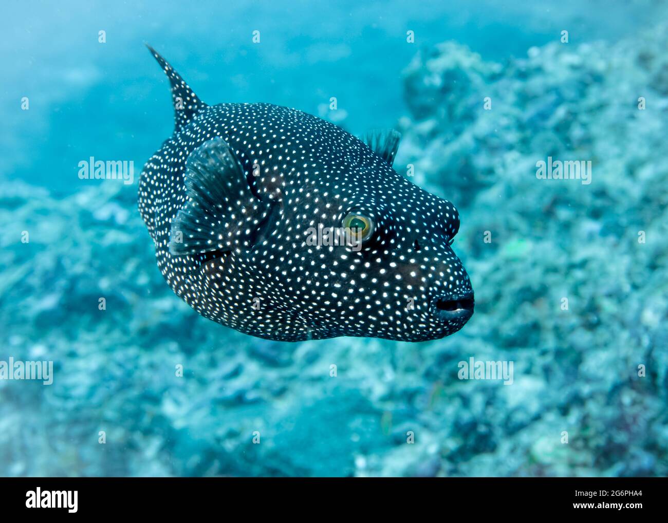 Black Puffer Fish at the bottom of the Indian Ocean Stock Photo - Alamy