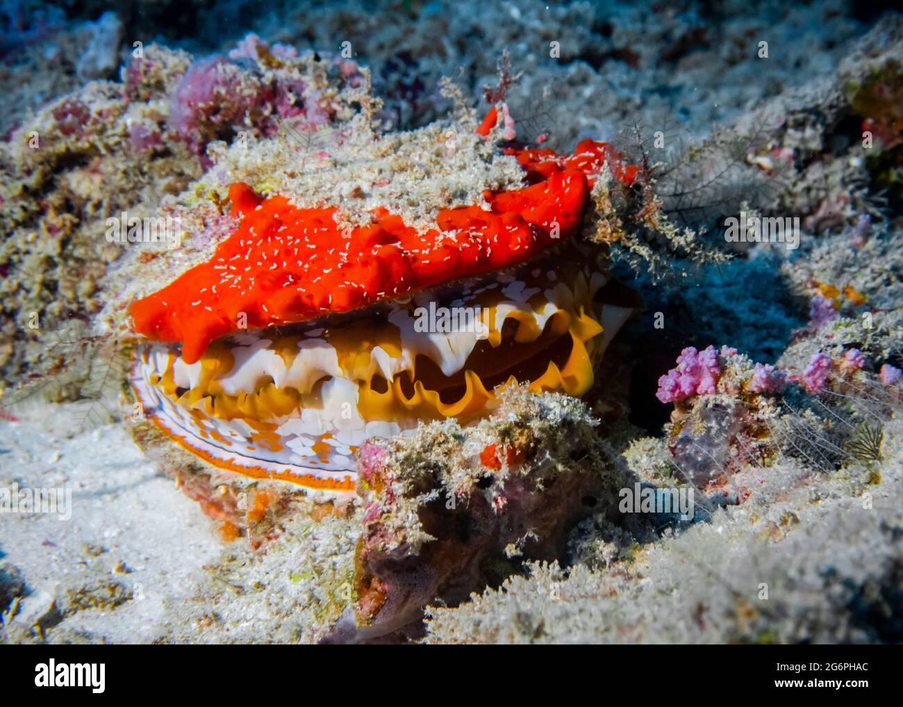 Bivalve mollusk Spondylus Varians (Thorny oyster) on a coral reef at the bottom of the Indian Ocean Stock Photo