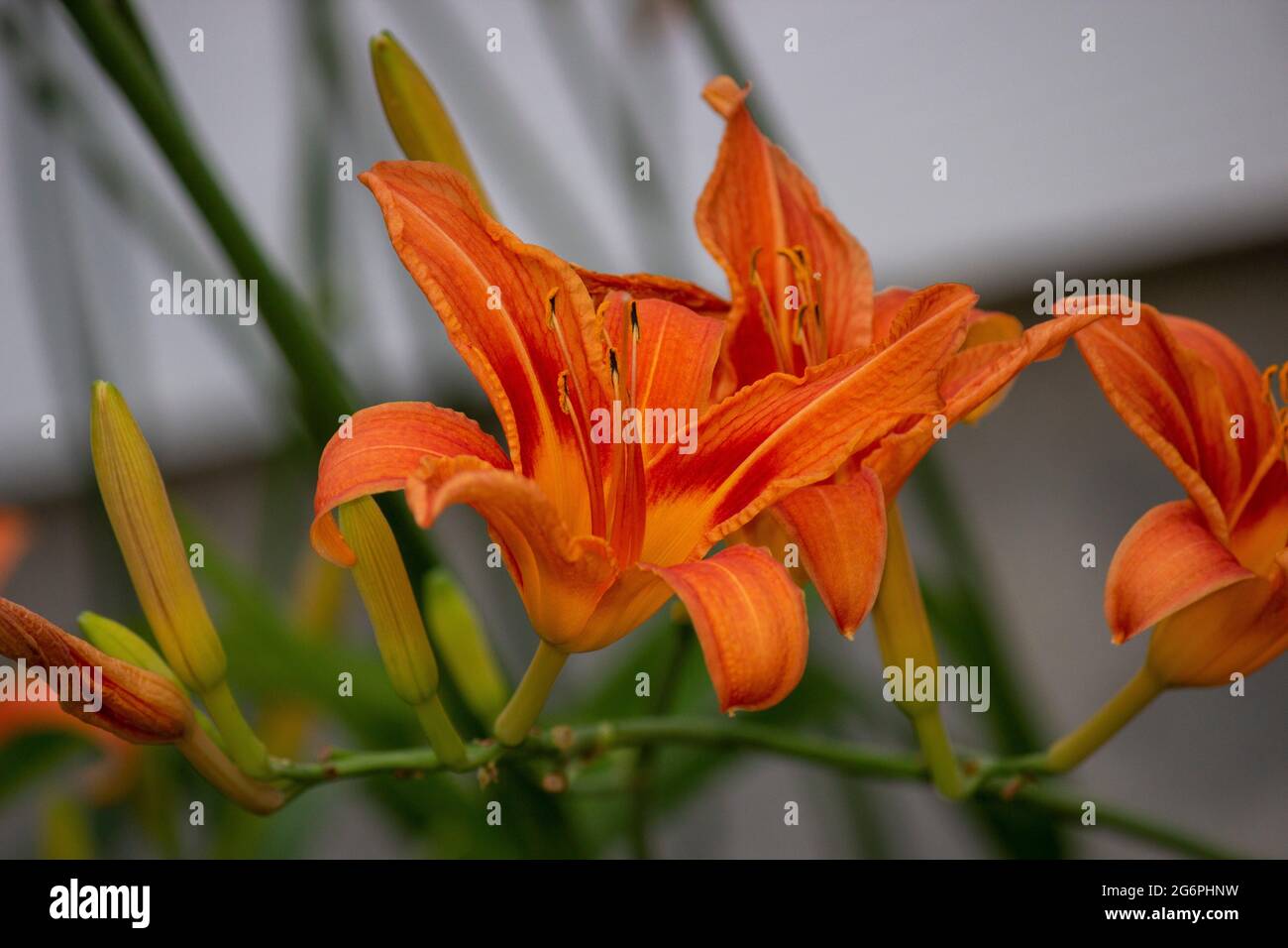 orange flower tiger lily summertime spring growing outside of house in landscape yard Stock Photo