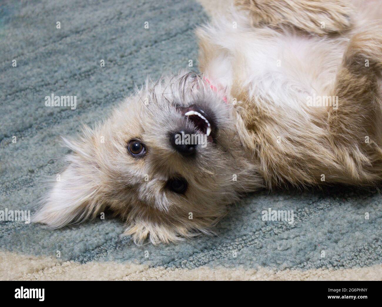 small adorable female dog puppy terrier with fluffy white fur and pink collar laying on his back on floor with paws exposed on furry tummy, on rug Stock Photo