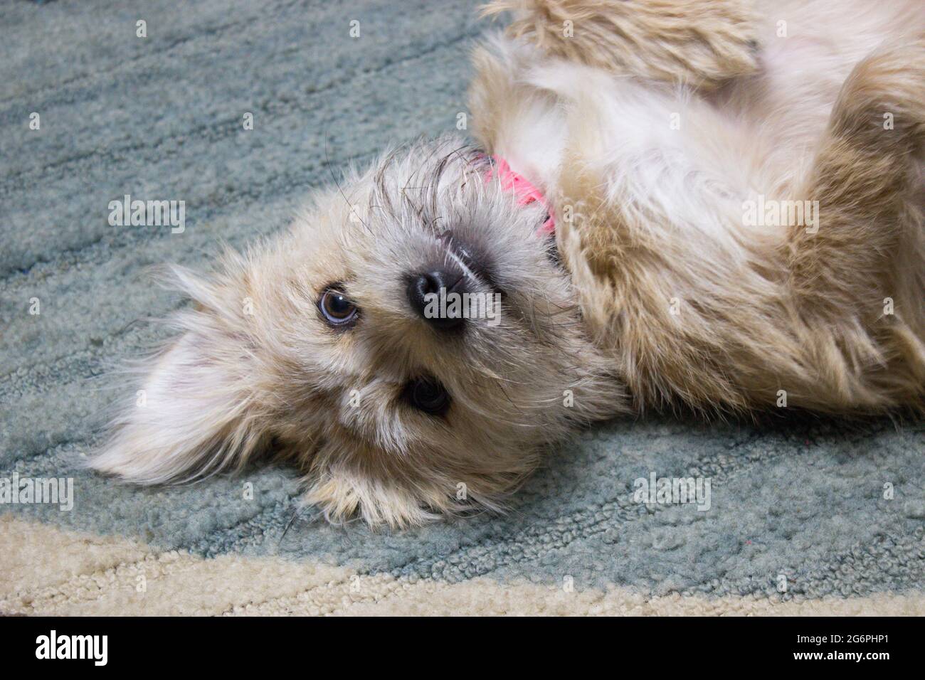 small adorable female dog puppy terrier with fluffy white fur and pink collar laying on his back on floor with paws exposed on furry tummy, on rug Stock Photo