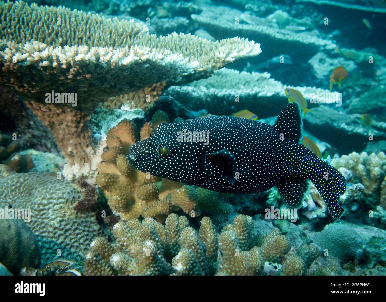 Black Puffer Fish (or, Fugu fish, or Blowfish) at the bottom of the Indian  Ocean Stock Photo - Alamy