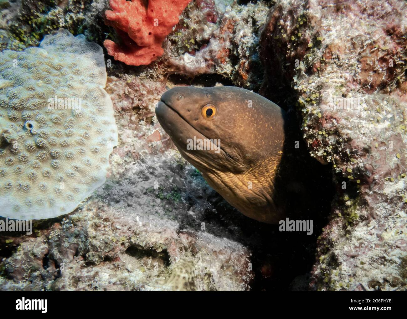 Pepper Moray Eel peeking out of a hole in coral on a reef at the bottom