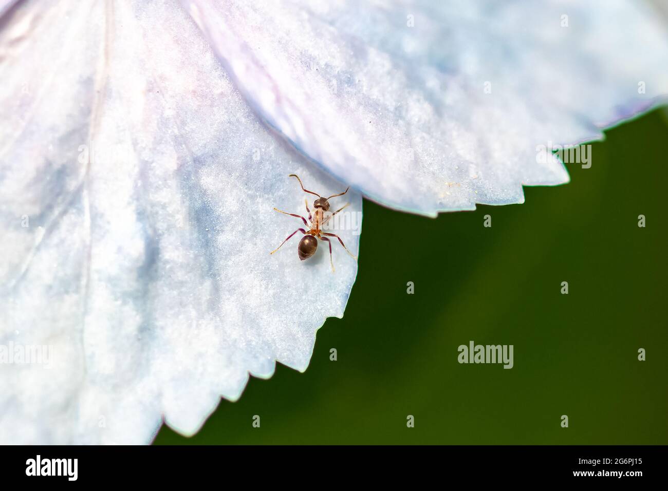 Ant, Dolichoderus quadripunctatus, walking on a white flower in spring Stock Photo