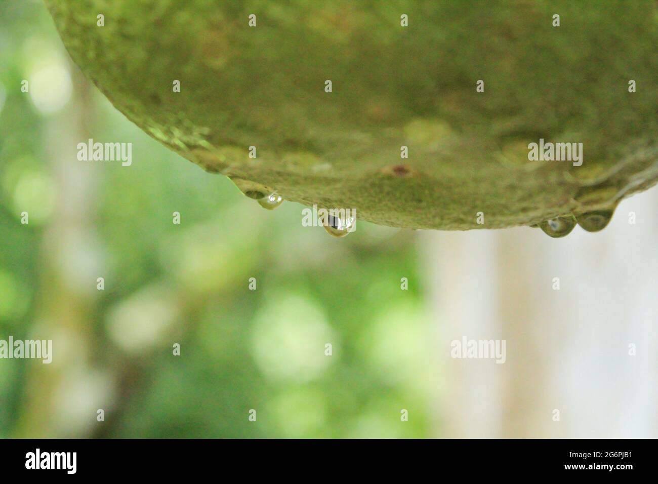 Water drop on citrus fruit Stock Photo Alamy