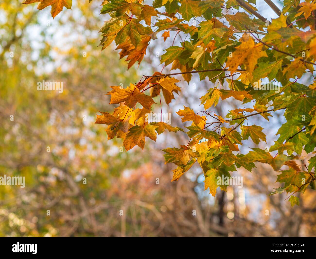 Maple branches with yellow leaves in autumn, in the light of sunset ...
