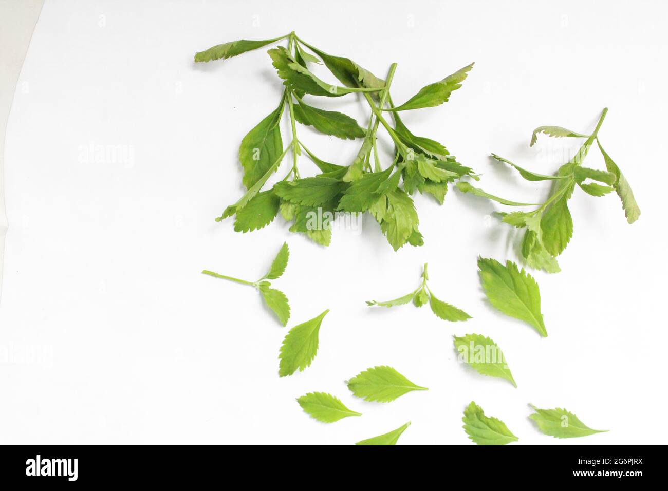 Scoparia dulcis plant leaves isolated on white surface, herbal ingredients. Top view Stock Photo