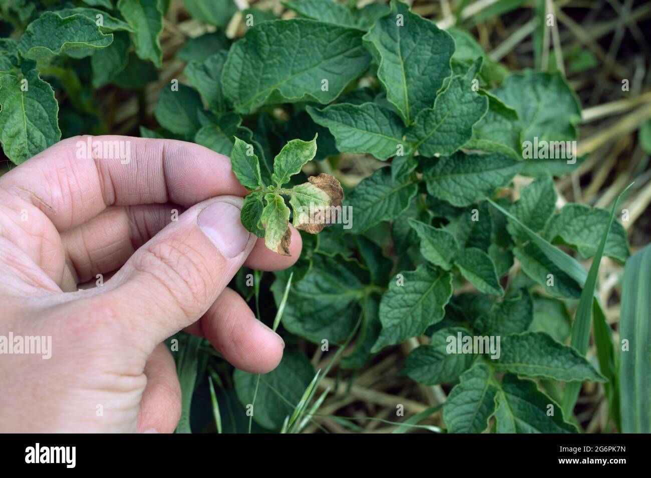 Potato bush with brown and yellow spots on foliage, fungal problem. Phytophthora is disease which causes spotting on Solanaceae family leaves. Stock Photo