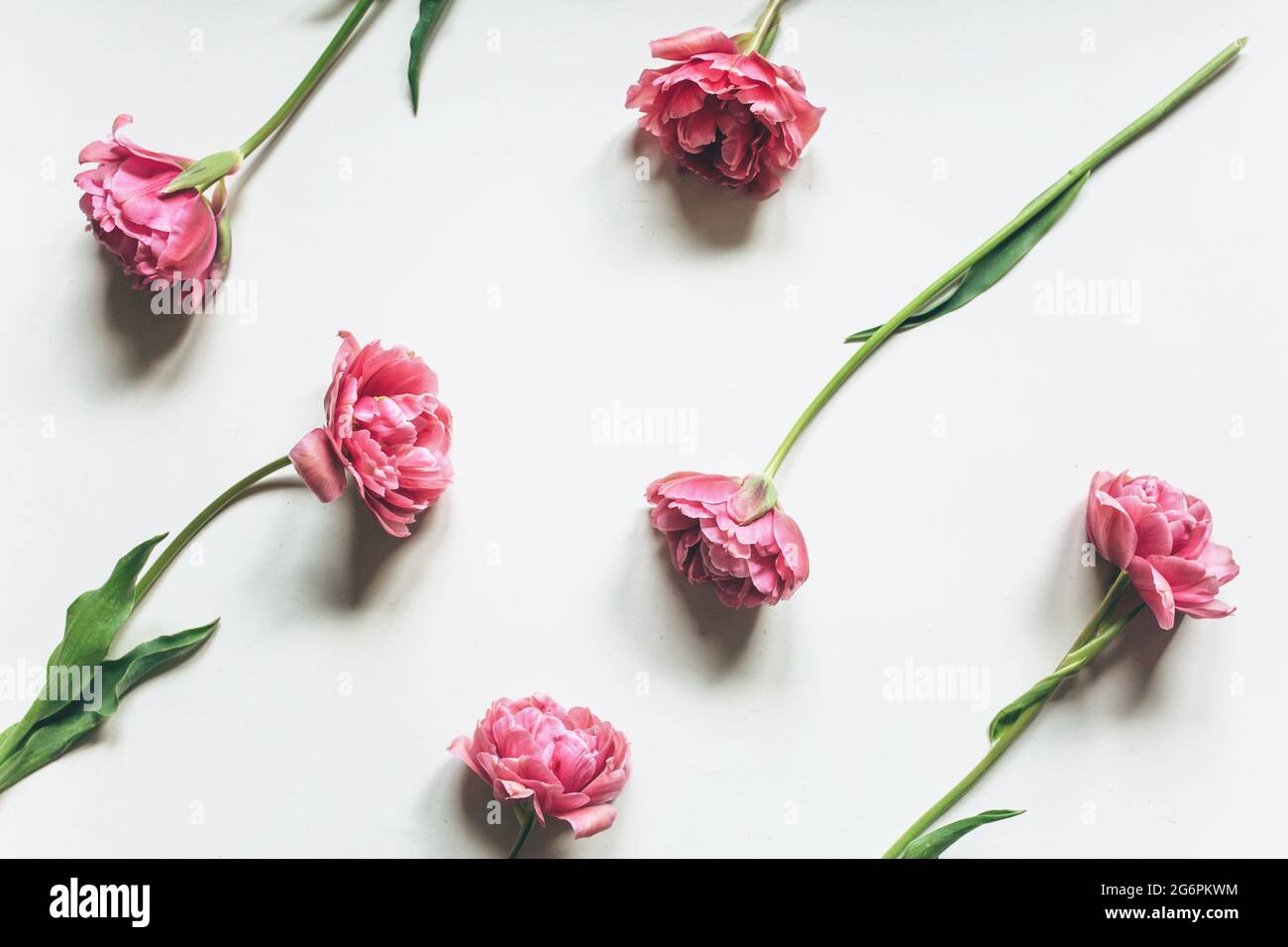 Pink tulips on a white background. Flower pattern  Stock Photo