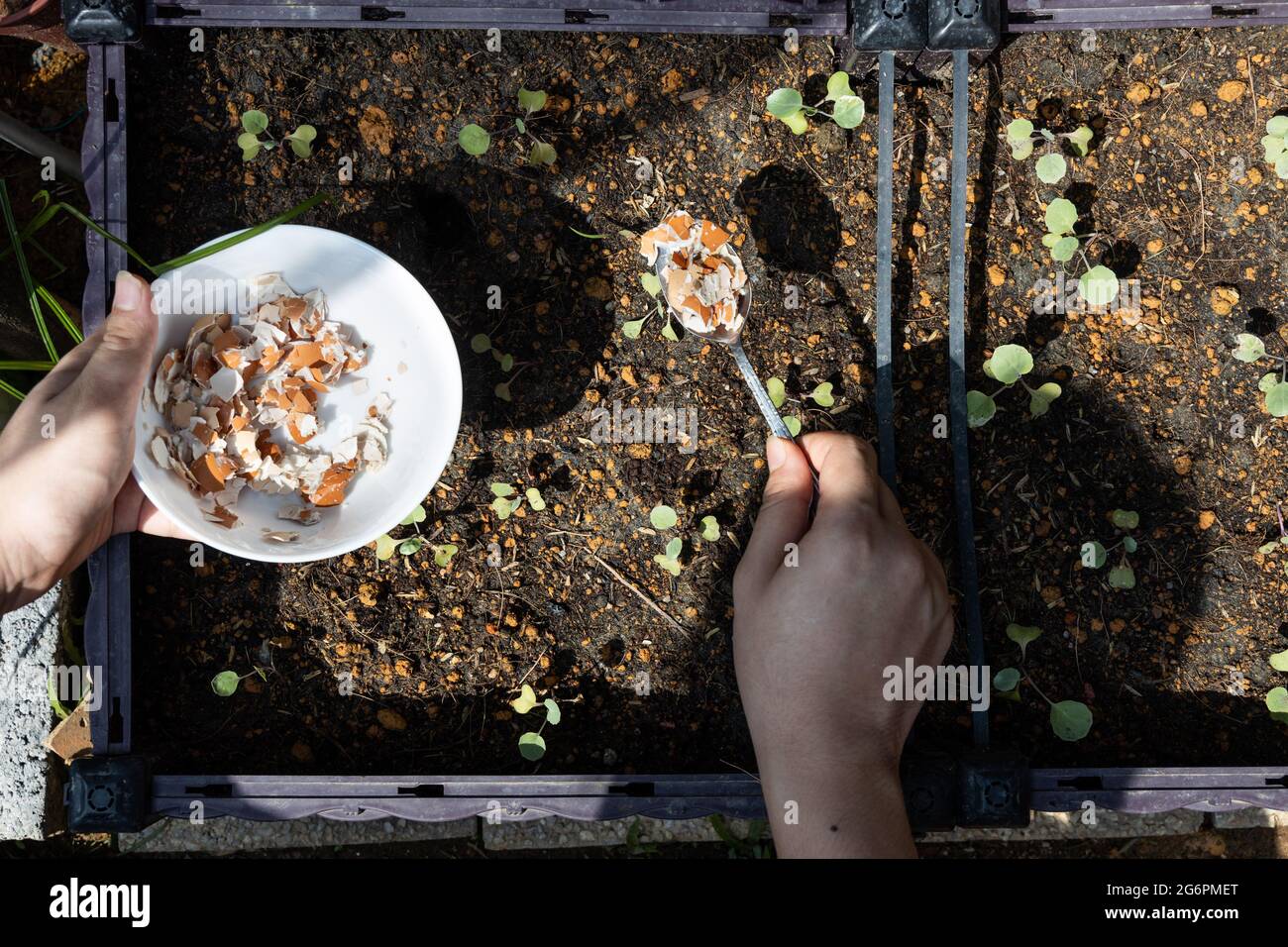 Egg shell garden hires stock photography and images Alamy