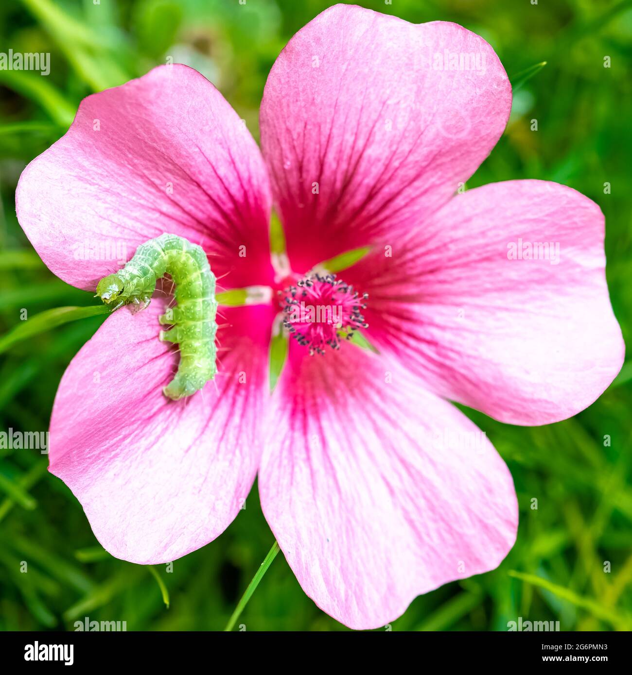 Faat Insect Fat Insect High Resolution Stock Photography and Images - Alamy