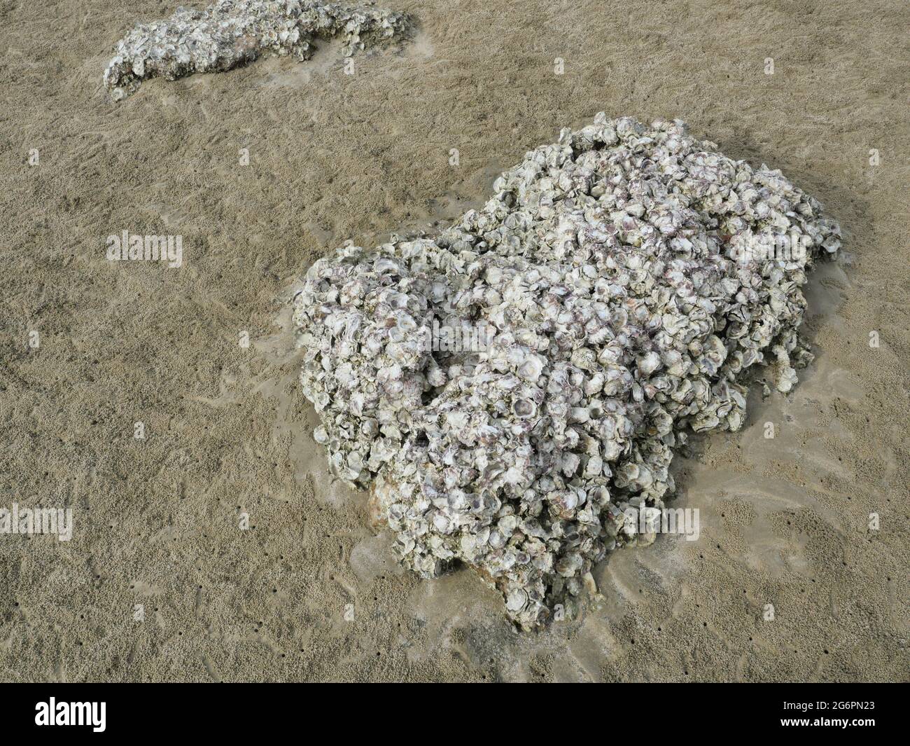 Wild oysters attached on rocky reef at low tide, Group of sea shells on sand beach in Thailand Stock Photo