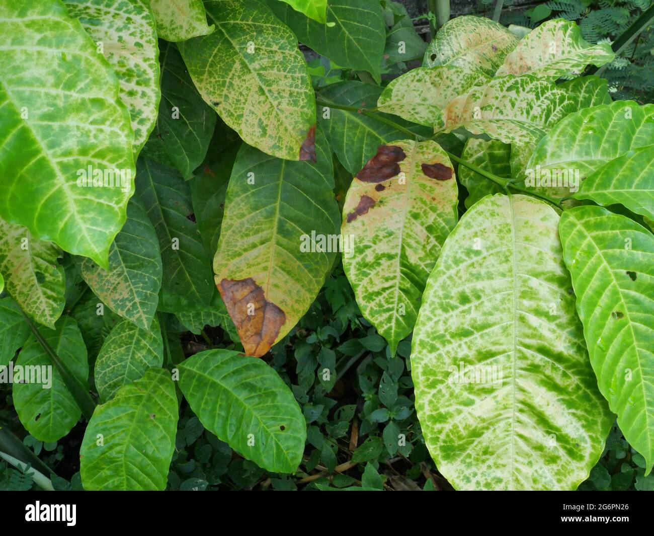 Brown and yellow damage by anthracnose on the green leaf of Robusta coffee plant tree, Plant diseases that damage agriculture Stock Photo