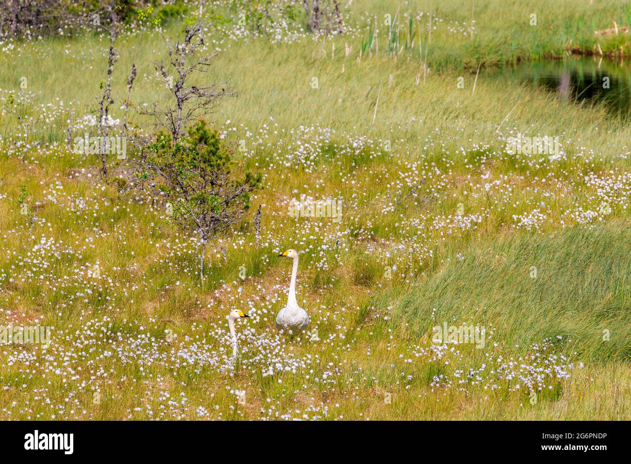 Whooper swans on the bog with flowering hare's tail Stock Photo