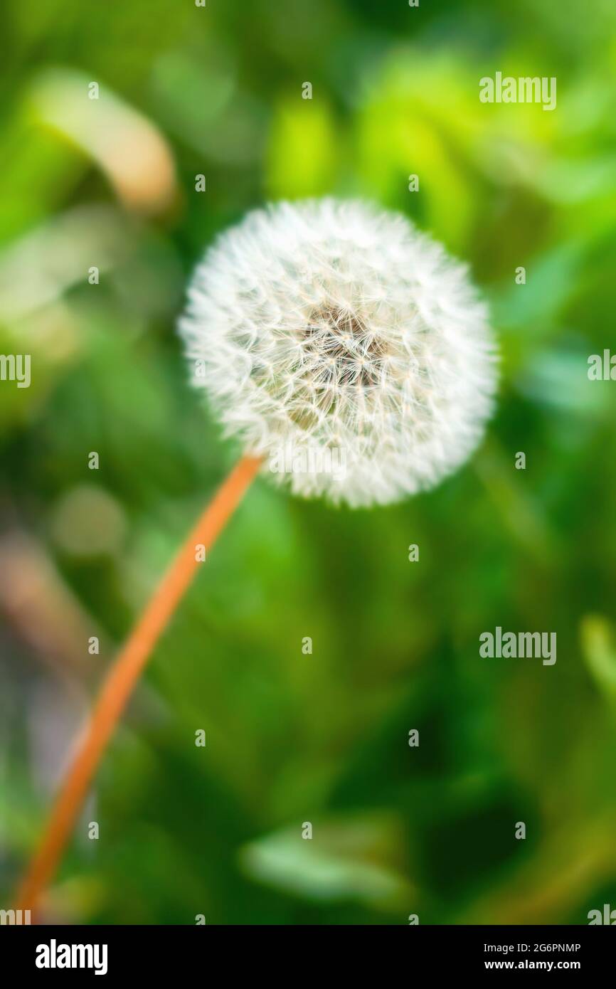 Detail dandelion seeds in hi-res stock photography and images - Alamy