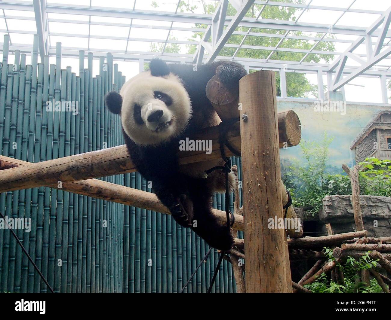 Pandas show their skills on the balance beam at Beijing Zoo, in North ...