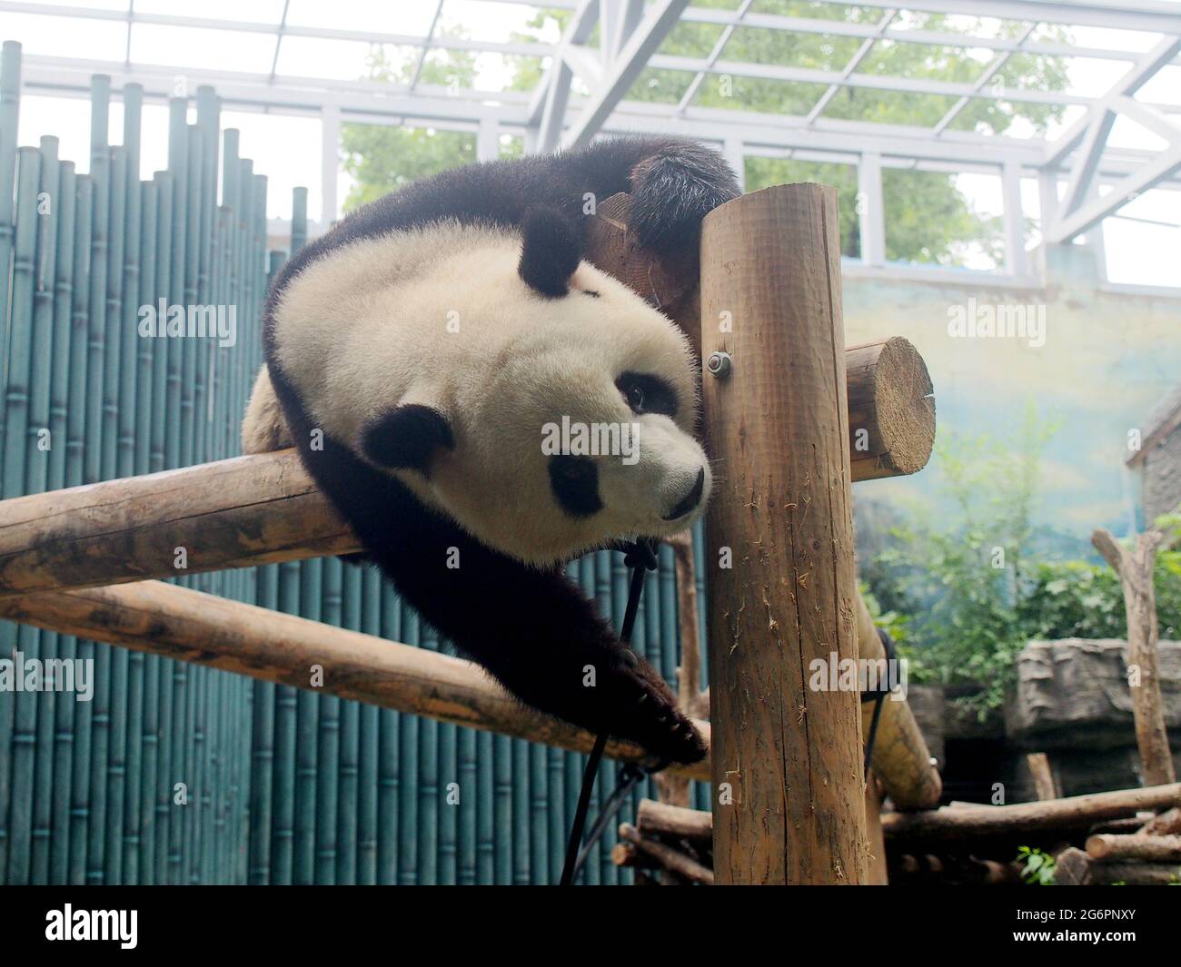 Pandas show their skills on the balance beam at Beijing Zoo, in North ...