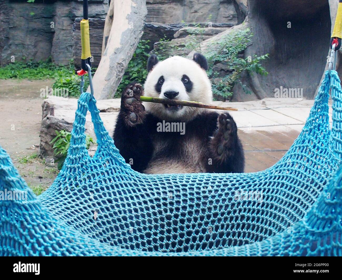 Pandas show their skills on the balance beam at Beijing Zoo, in North ...
