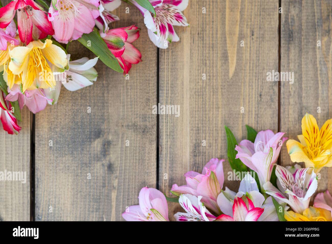 background from multi-colored flowers with copy space. multicolored alstroemeria, pink, yellow, magenta, white and red alstroemerias. Soft focus Stock Photo