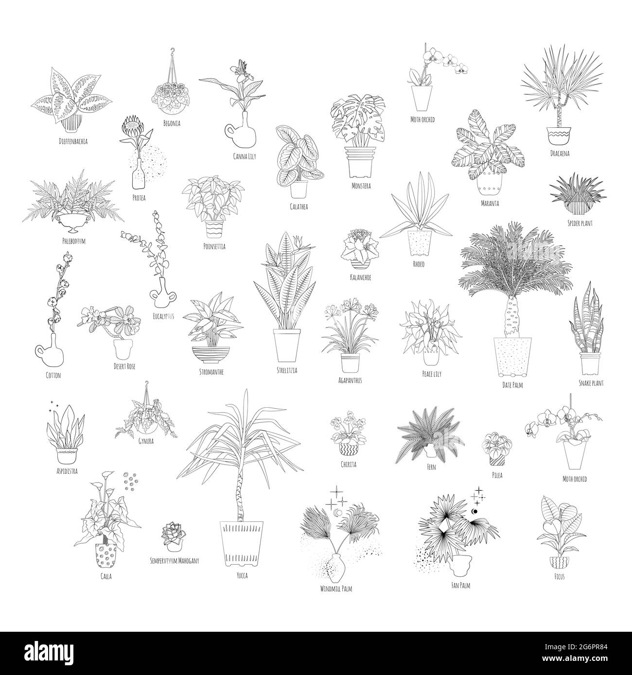 Set of various tropical house plants in planters, with names. Black line art style. Stock Vector