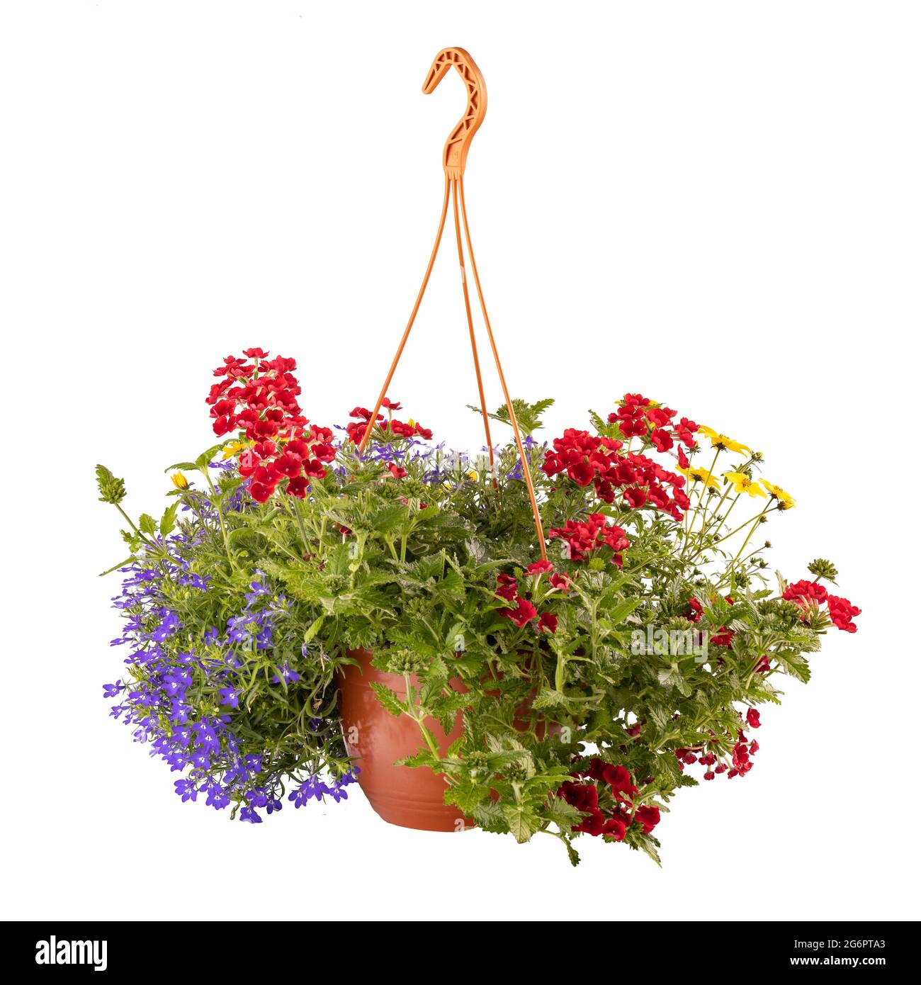 Hanging pot with colorful flowers isoolated on white background Stock Photo