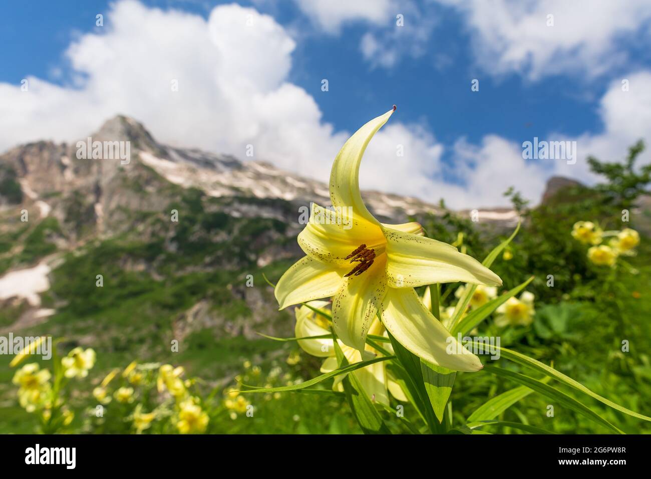 mountain lilies on the slope of high alpine meadows in the mountains,bloom and delight with