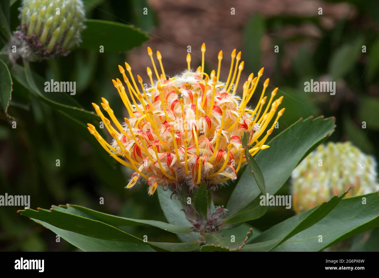Pincushion leucospermum cuneiforme hires stock photography and images