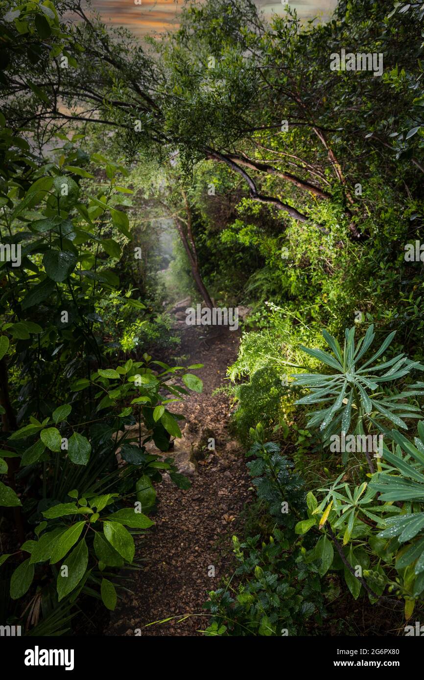 A path in the woods on an early morning rainy day. Stock Photo